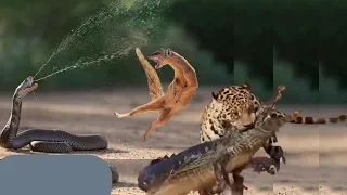 Amazing Attack of Animals Snake Python King Cobra Big Battle In The Desert Mongoose