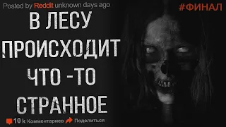 Моя работа наблюдать за лесом и там происходит что-то странное. Истории на ночь. Мистика. Страшилка