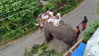 പനമ്പുകാട് അമ്പലത്തിൽ ആന ഇടഞ്ഞു ആനപ്പുറത്തുള്ളവർ രക്ഷപ്പെട്ടത് തലനാഴിരയ്ക്ക്.