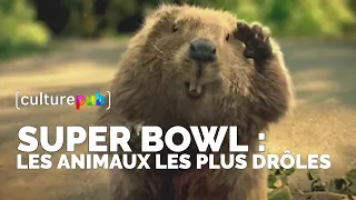 Spécial Super Bowl : les animaux les plus drôles - Compilation Culture Pub