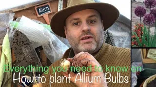 Everything you need to know on how to plant Allium bulbs in pots, borders, and beds #gardening