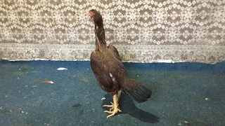 Бойцовая птица. Птица, завезённая из Греции. Fighting bird. Bird imported from Greece.