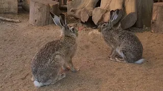 Экскурсия к зайчатам