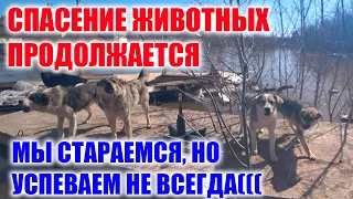 СПАСЕНИЕ ЖИВОТНЫХ ОТ НАВОДНЕНИЯ! К СОЖЕЛЕНИЮ НЕ ВСЕХ УДАЕТСЯ СПАСТИ!! ПАВОДОК В ОРЕНБУРГЕ!