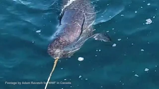 Narwhal Tusk Behaviour