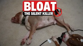 BLOAT the Silent Dog KILLER?!?!?!