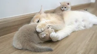 Tiny kittens beat mom cat with paw, and mom purrs so sweetly