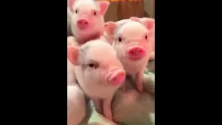 Joyful piglets who do not go to work today and are happy about it. 🐖🐷🐽