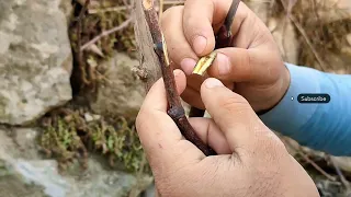 Chip budding of grapevines | Budding techniques | Grafting techniques