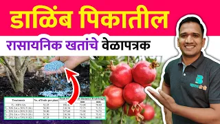 डाळिंब खत व्यवस्थापन | डाळिंब खत वेळापत्रक | dalimb khat niyojan