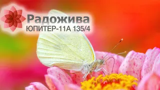 Юпитер-11А 4/135 и бабочки. Примеры фотографий, мысли про объектив. Краткий обзор объектива. ξ034