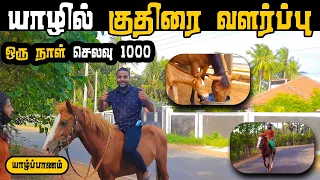 யாழ்ப்பாணத்தில் குதிரை வளர்ப்பு ! Horse Breeding | Pavaneesan