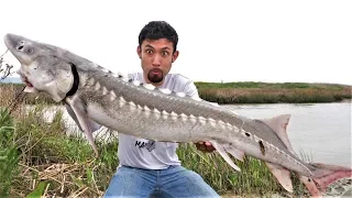 Once in a LIFETIME Catch and Cook!! White Sturgeon!!!