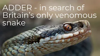 ADDERS - in search of the UK's only venomous snake.