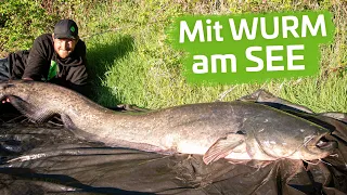 WURM-WALLER im STILLGEWÄSSER - Welsangeln in Deutschland