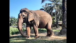Thailand part 6 - Elephant Sanctuary, Krabi
