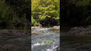 Suasana Sungai Di Pedalaman Hutan Kalimantan #mancing #hutan #joranmelengkung #mancingmania