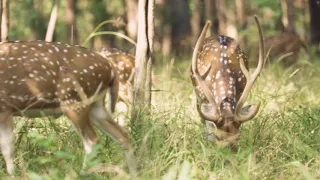 Kanha and Pench National Parks | Madhya Pradesh