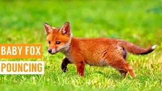 Friendly Baby Fox Pouncing Compilation!