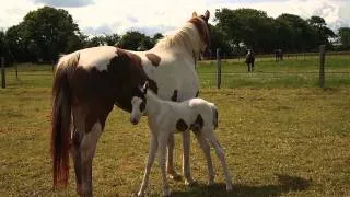 Mare protecting her 2 days old baby
