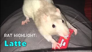 Rat Highlight - Latte (Past Rats)
