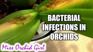 Orchid Disease - Bacterial Brown Rot, spotting, treating and preventing