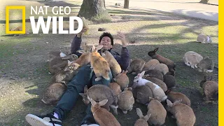 See Why They Call It "Rabbit Island" | Nat Geo Wild