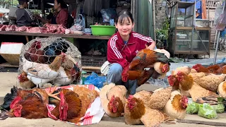 Harvest chickens and sell them at the market. Achievements of animal husbandry. | Mến Vinh Farm Life