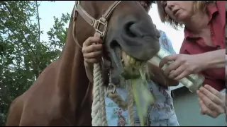 Dentistry in Horses