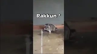 Rakkun se paso de copas 😵