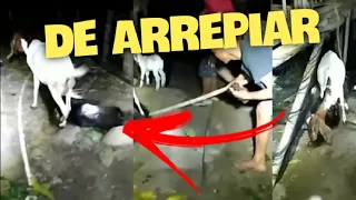 Criatura estranha ataca uma ovelha e homens tentam matar Veja este vídeo macabro #criatura #perigo