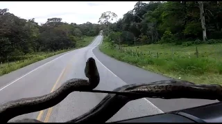 Snake on the car's windshield