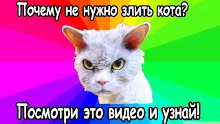 Почему не стоит дразнить  кота?  Смешные коты ругаются .Коты и кошки. Познавательное и смешное видео