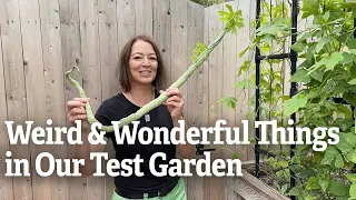 Weird and Wonderful Things in Our Test Garden