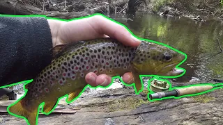 Fly Fishing Melbourne Creeks For Trout