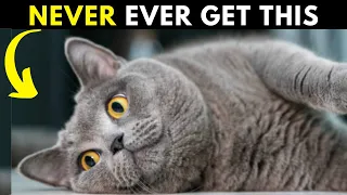 15 Reasons Why You Should NEVER EVER Adopt a British shorthair Cat