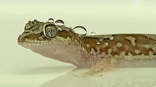 Водоотталкивающую кожу геккона пытаются скопировать (новости)