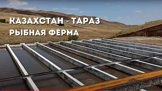 ФОРЕЛЕВАЯ ФЕРМА - Казахстан г. Тараз. Обзор