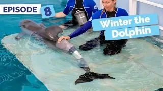 Winter's New Tail - Winter the Dolphin: Saving Winter - Episode 8