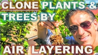 CLONE Your Favorite Plants & Trees | AIR LAYERING | Simple Propagation Techniques |  BEFORE & AFTER