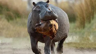 Hippos vs Lions! Hippo crushes lion's skull!