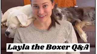 Layla the Boxer Q&A Top 10 Follower Questions