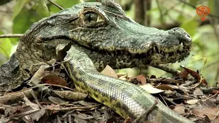 Even Anacondas should stay away from them! Caymans are ferocious masters of rivers.