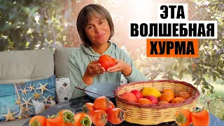 А Все ли Вы Знаете о Хурме?