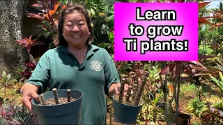 Learn How to Grow Ti Plants - Episode 4 - Nā Pāka ma ka Hale