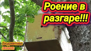 Ещё рой в ловушке! Рои начали лететь.