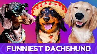 Try Not To Laugh! Funniest Dachshund Moments of 2020 #6