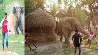 Rescue of Hungry Hidden Elephant From Jungle - See how a Wild elephants enters a Village