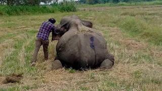 Heart warming! Elephant suffered with an injured leg received treatment from kind hearted officers