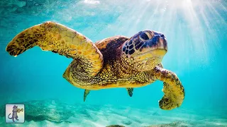 Giant Sea Turtles ~ Stunning Underwater Scenery & Relaxing Music • 12 HOURS